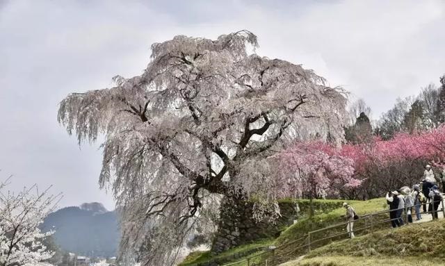 2019041215550569381615384647.jpg 5584a3b5e638402c9aa47e52601de926.jpg