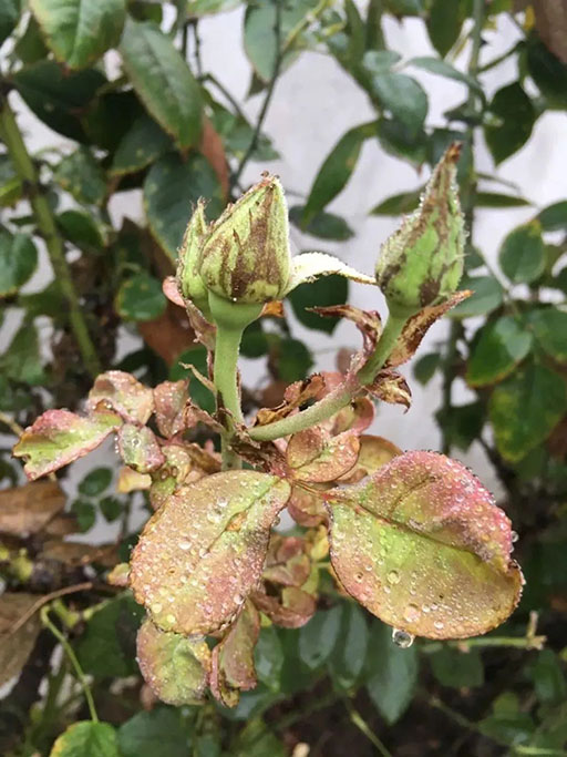 2022111816687374571010571301.jpg 微信圖片_20221118100201.jpg